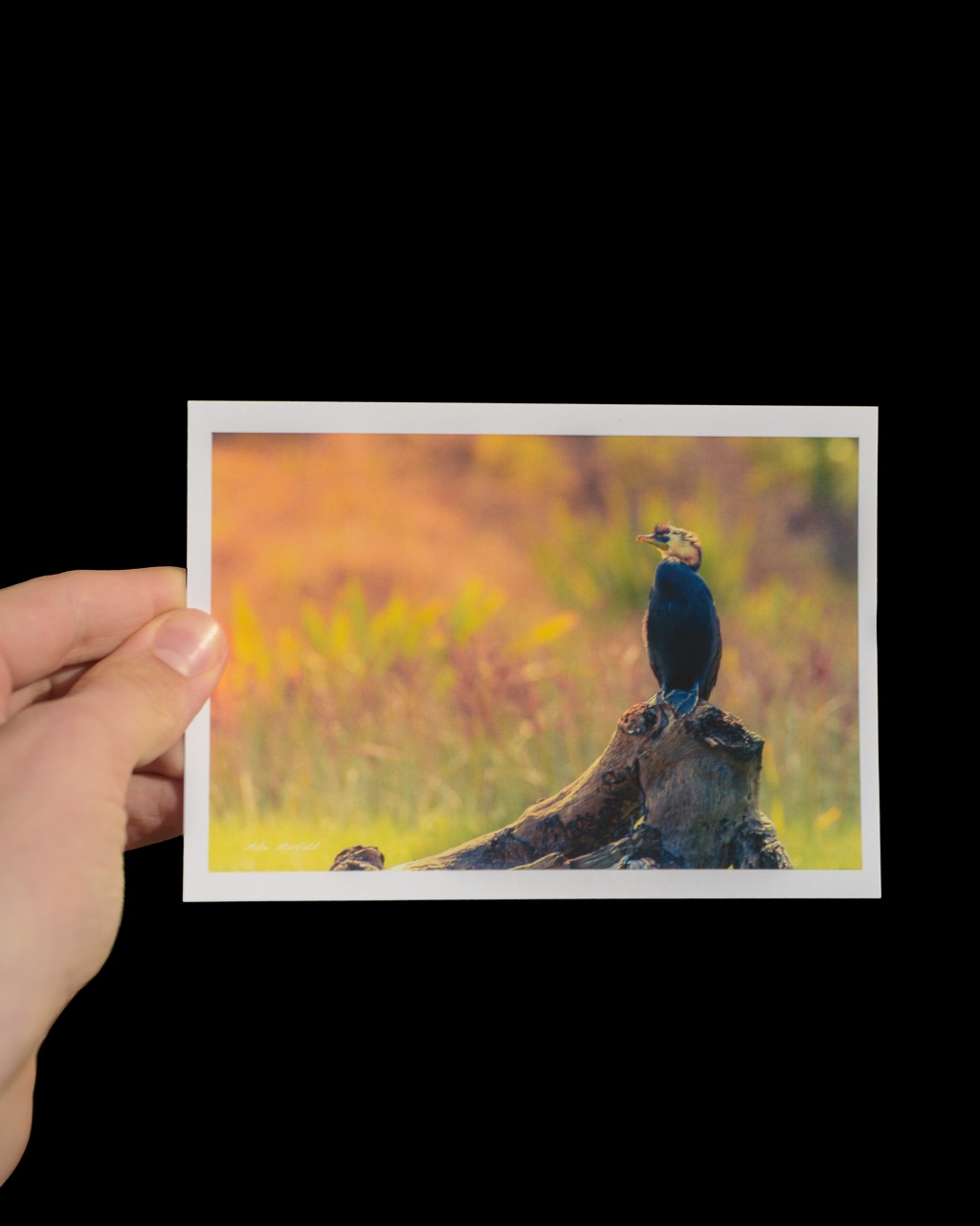 Little Pied Shag Wildlife Postcard - New Zealand Bird Photography